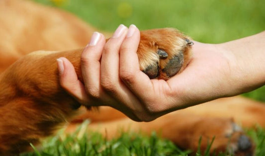 Why Should Pets Wear Shoes? The Surprising Benefits